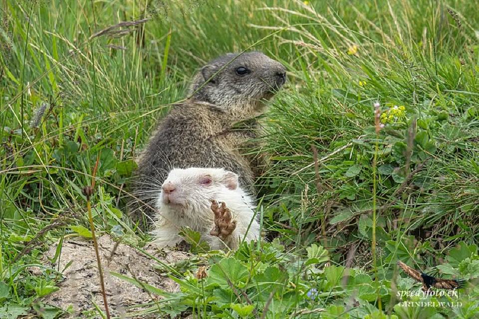 Foto von Speedy Füllemann